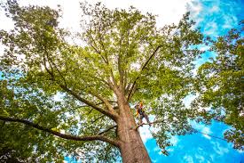 Best Seasonal Cleanup (Spring/Fall)  in Nicholson, GA